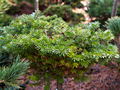 Abies koreana Kristalkugel IMG_4968 (VALENTA) Jodła koreańska